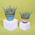 Make Your Own Calming Lavender Paper Plant